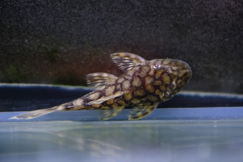 3月29日(水)熱帯魚入荷情報！ : かねだい足立店ブログ