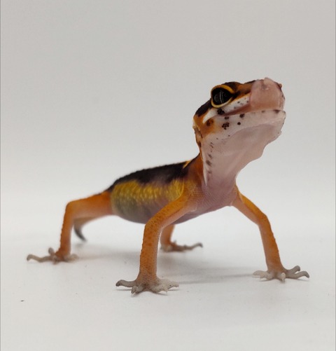 Polish_20240903_152954318