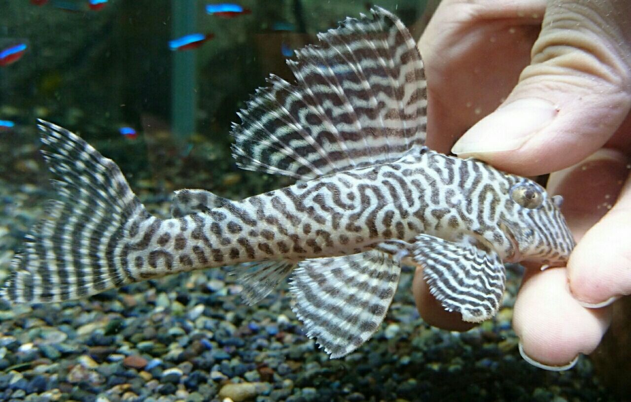 熱帯魚オススメ情報 プレコ かねだい四街道店ブログ 熱帯魚オススメ情報 プレコ かねだい四街道店ブログ