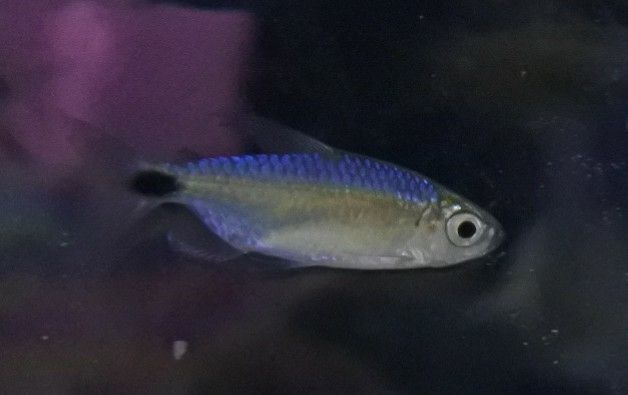 56 Off 即決 ２０匹 ダイヤモンドネオンテトラ 約２cm 九州地方 沖縄県 北海道には発送出来ません Www iwearparts Com