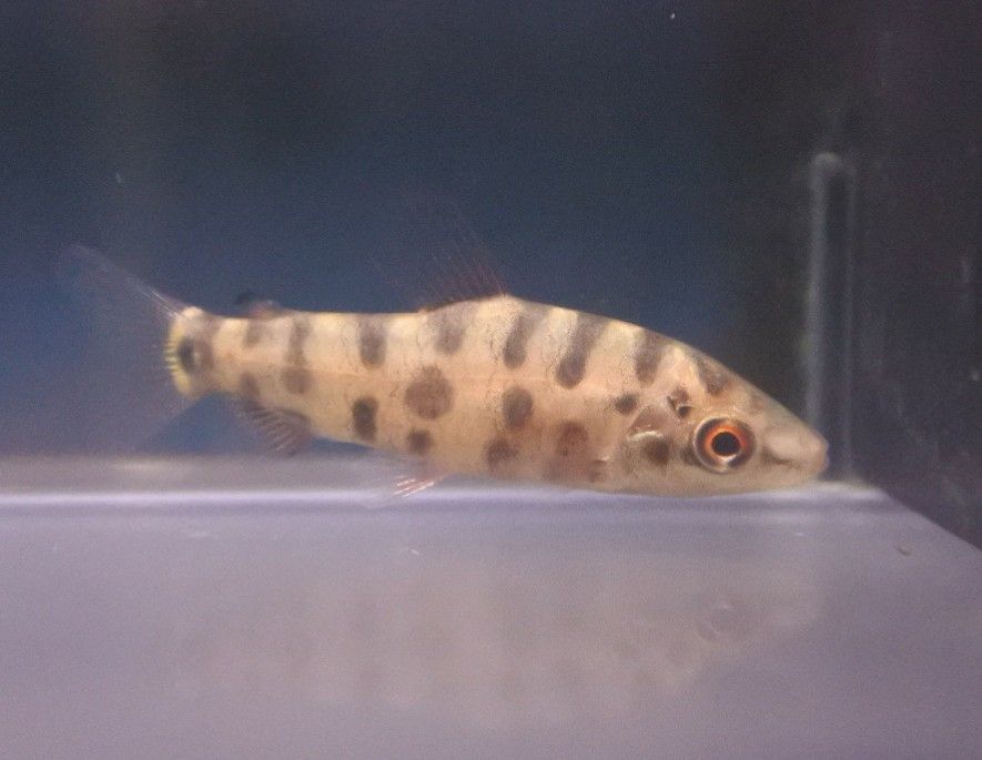 熱帯魚オススメ情報(レポリヌス多め) : かねだい四街道店ブログ 熱帯魚オススメ情報(レポリヌス多め) : かねだい四街道店ブログ