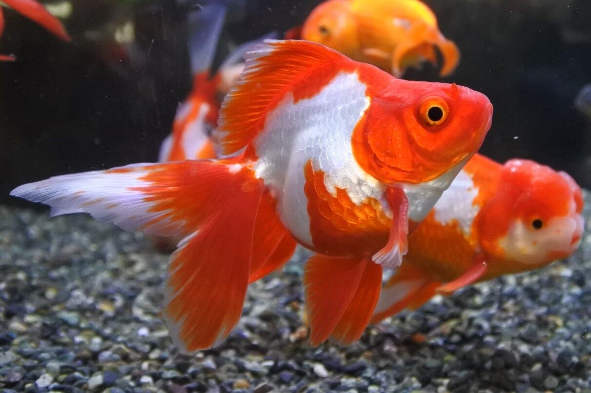 金魚入荷情報 かねだい四街道店ブログ