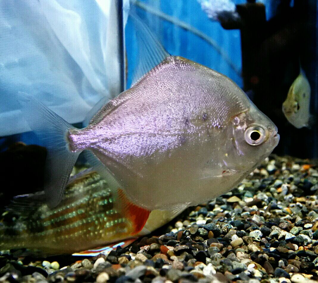 パクー・メチニス　熱帯魚 熱帯魚オススメ情報(パクー・メチニス) : かねだい四街道店ブログ