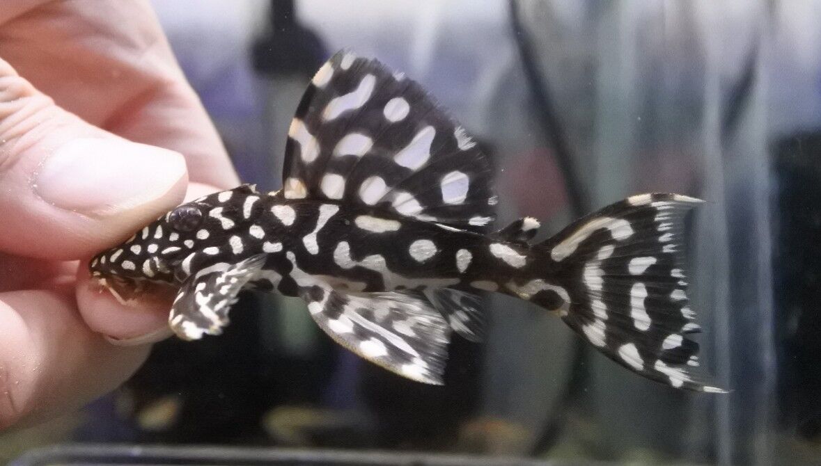 熱帯魚オススメ情報 極上プレコ かねだい四街道店ブログ 熱帯魚オススメ情報 極上プレコ かねだい四街道店ブログ