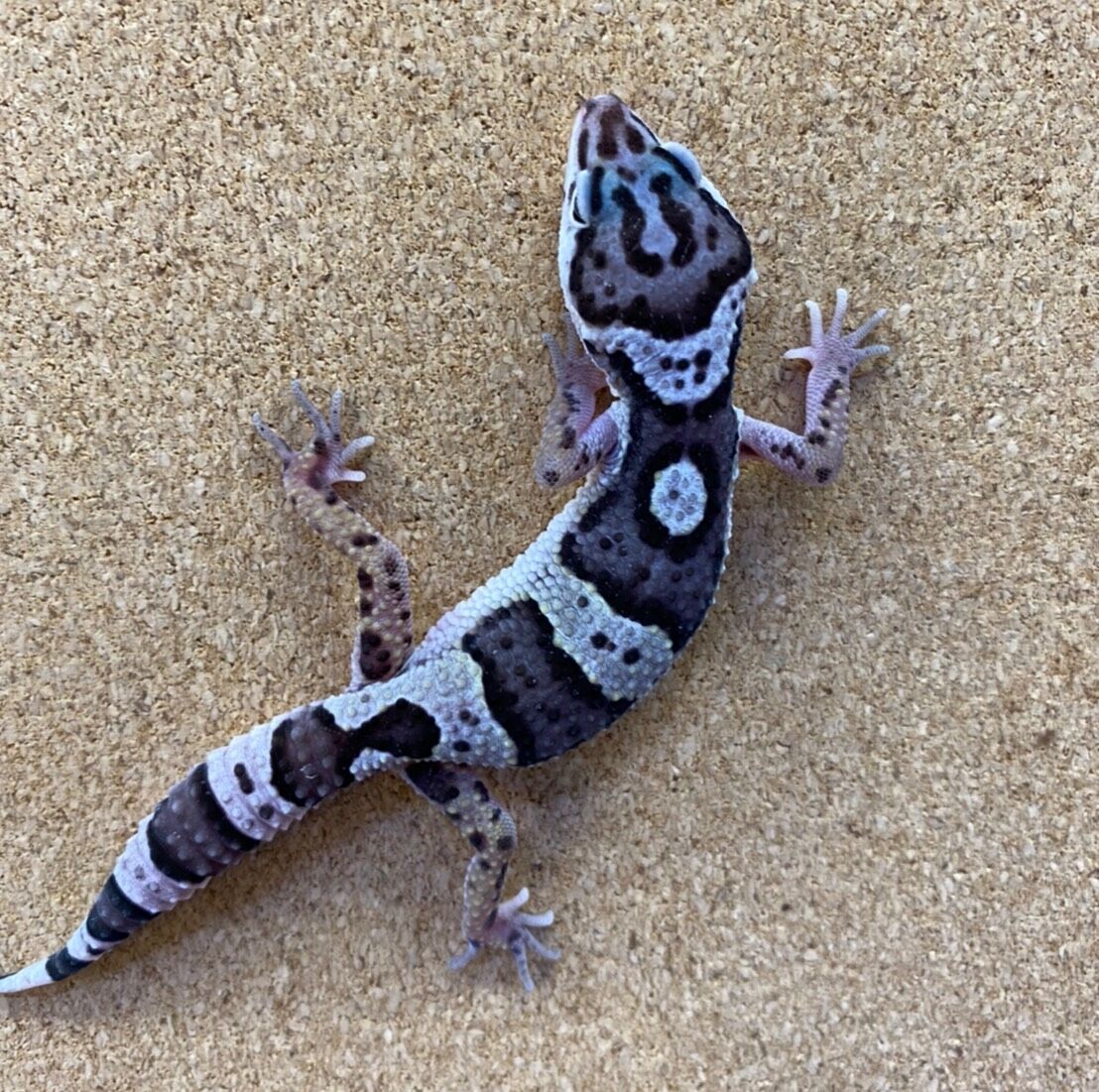 レオパ入荷 かねだい四街道店ブログ