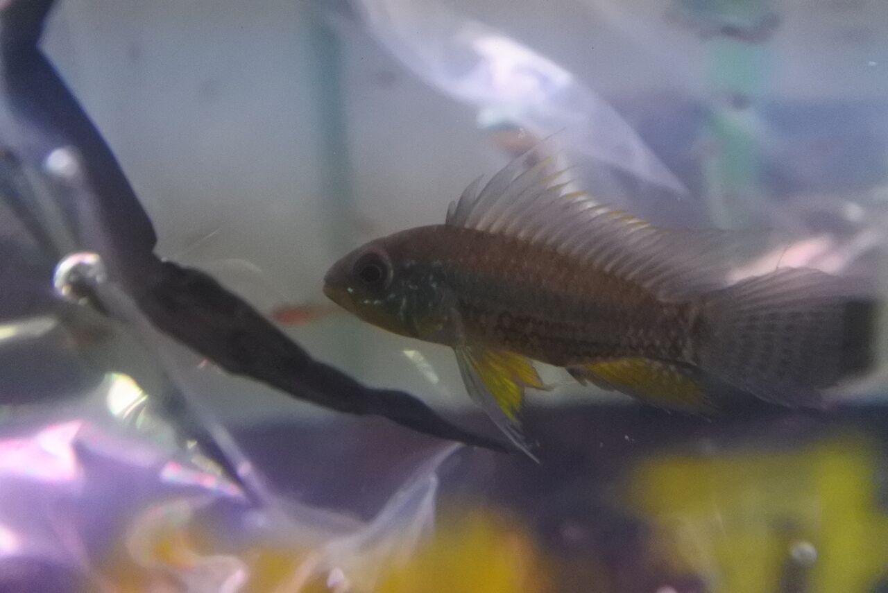 熱帯魚オススメ情報 かねだい四街道店ブログ 熱帯魚オススメ情報 かねだい四街道店ブログ