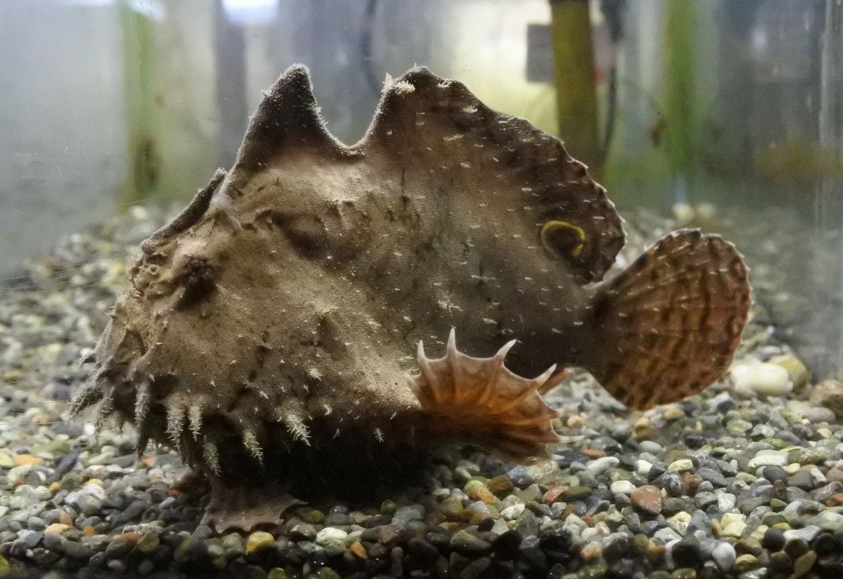 熱帯魚オススメ情報 かねだい四街道店ブログ