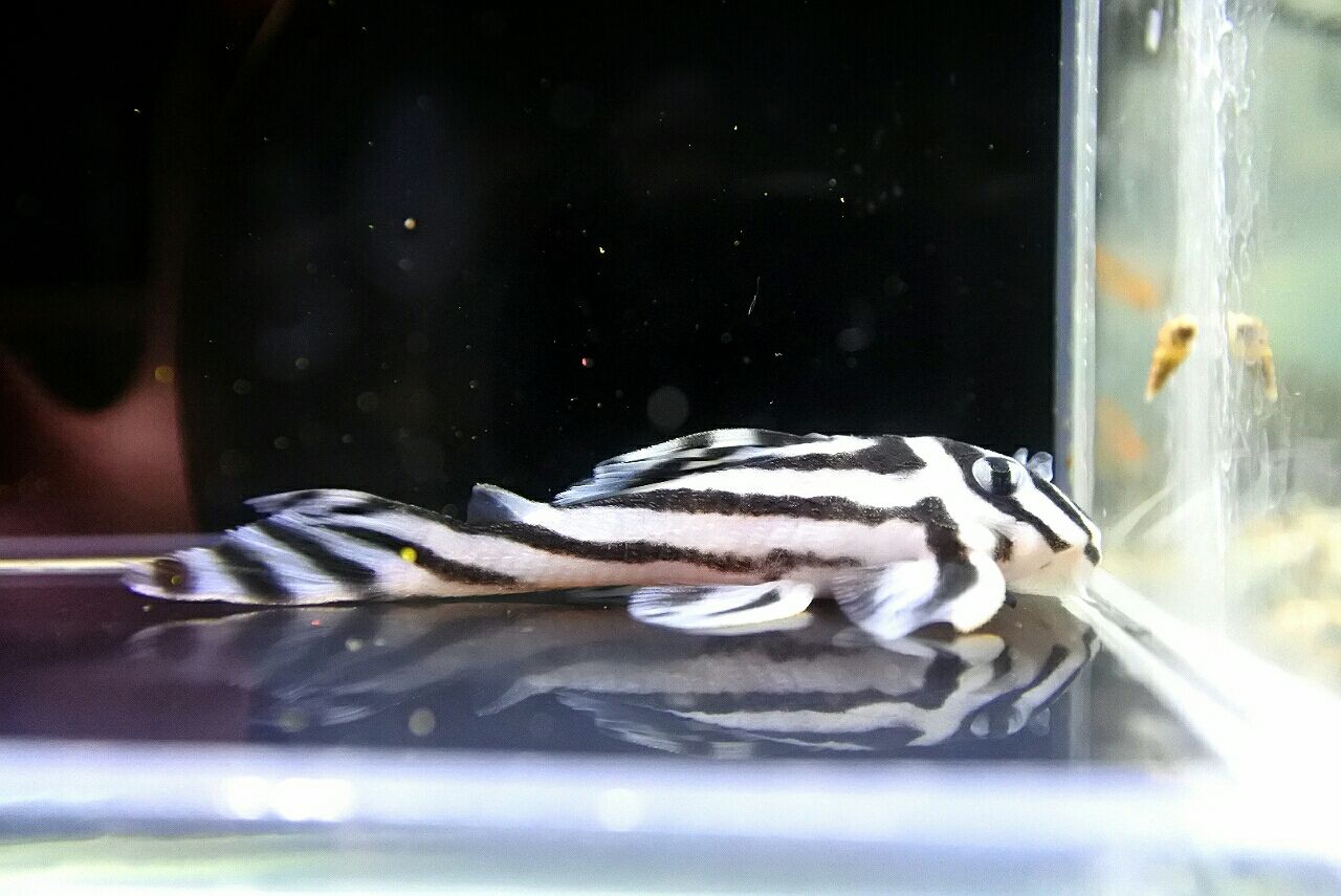 ①極美 インペリアルゼブラプレコ 自家繁殖(ワイルドF1) 5cm 3匹 インペリアルゼブラプレコ ワイルドF1 自家繁殖個体 20～25mm ± 2匹