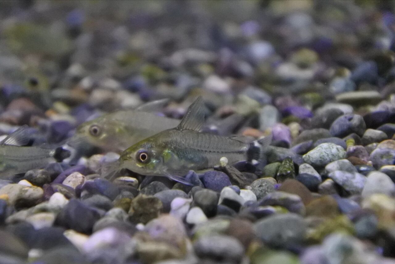 熱帯魚オススメ情報～ : かねだい四街道店ブログ