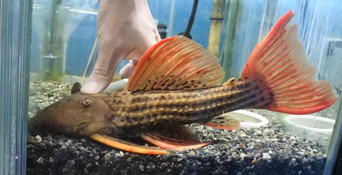 熱帯魚オススメ情報 かねだい四街道店ブログ 熱帯魚オススメ情報 かねだい四街道店ブログ