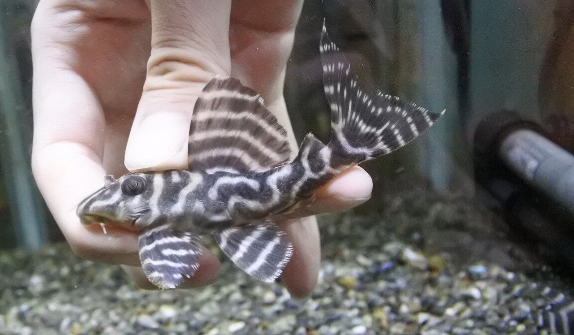 熱帯魚オススメ情報 プレコ かねだい四街道店ブログ