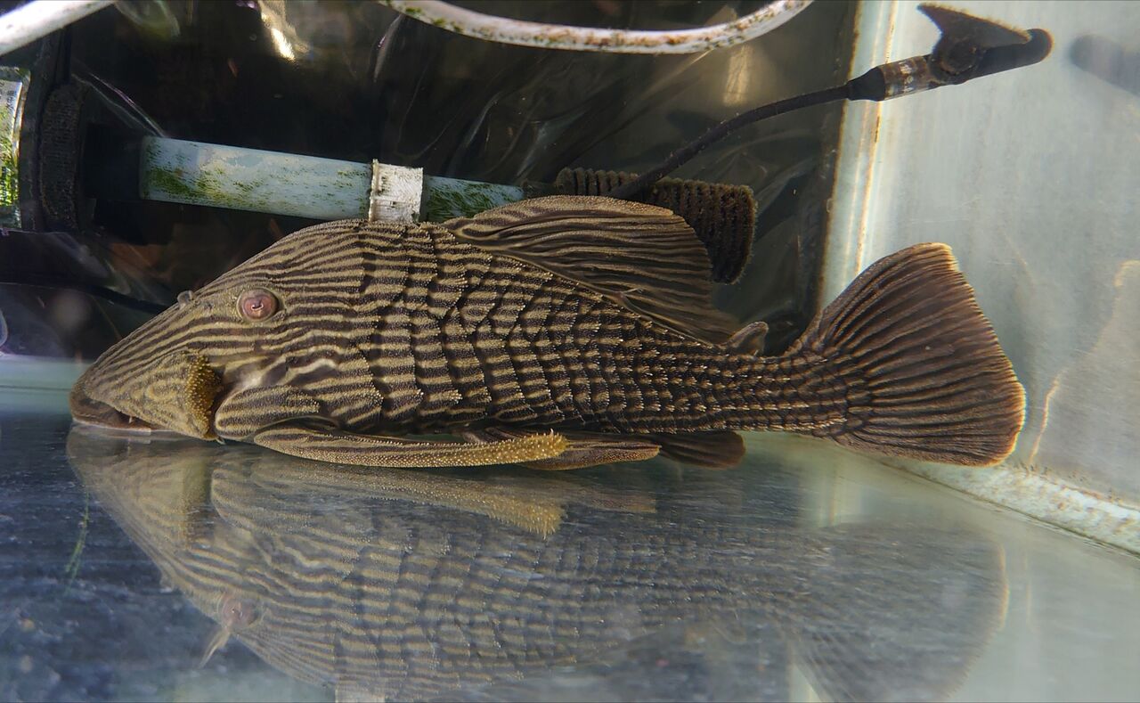 熱帯魚オススメ情報 かねだい四街道店ブログ