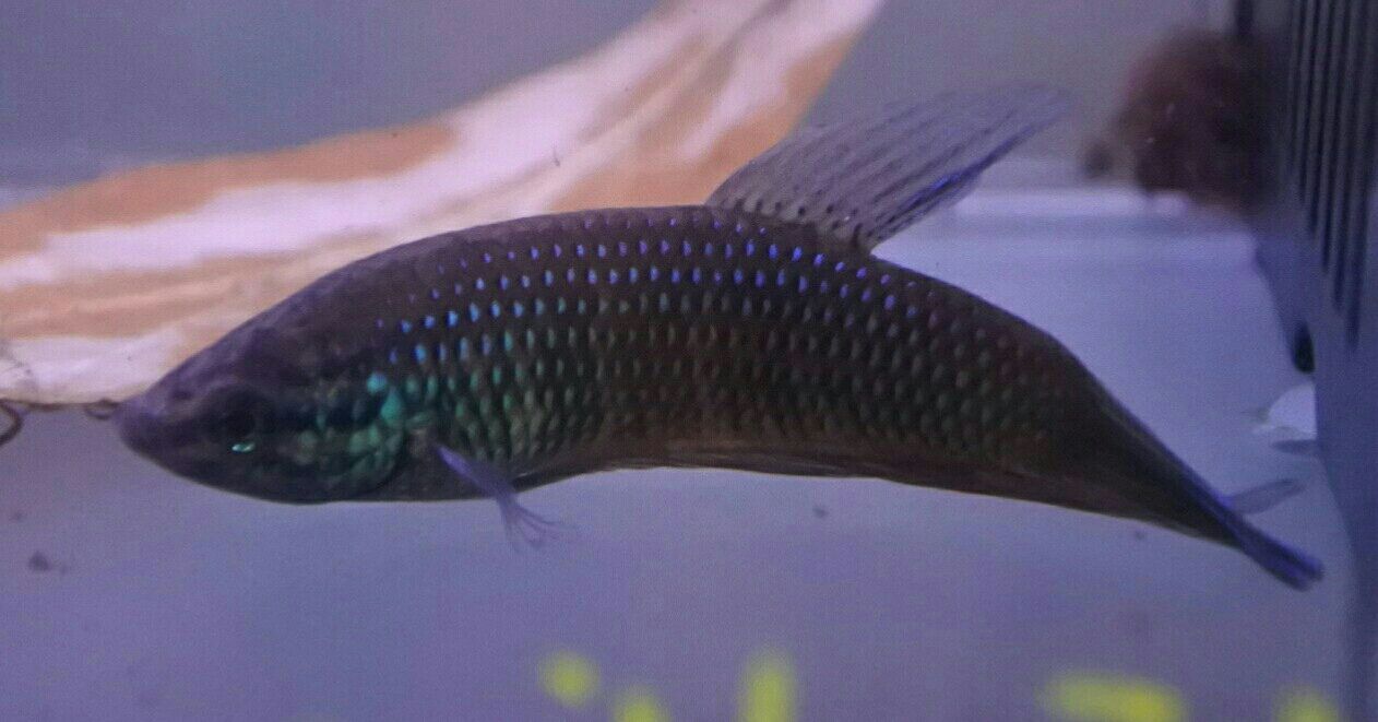 熱帯魚オススメ情報 かねだい四街道店ブログ