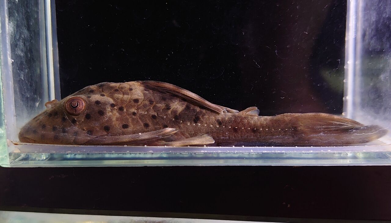熱帯魚オススメ情報 かねだい四街道店ブログ 熱帯魚オススメ情報 かねだい四街道店ブログ