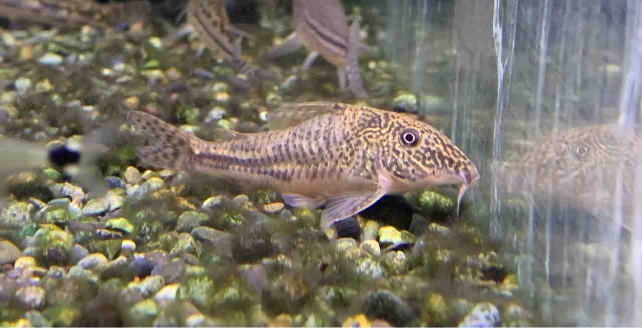 熱帯魚入荷！！ : かねだい四街道店ブログ