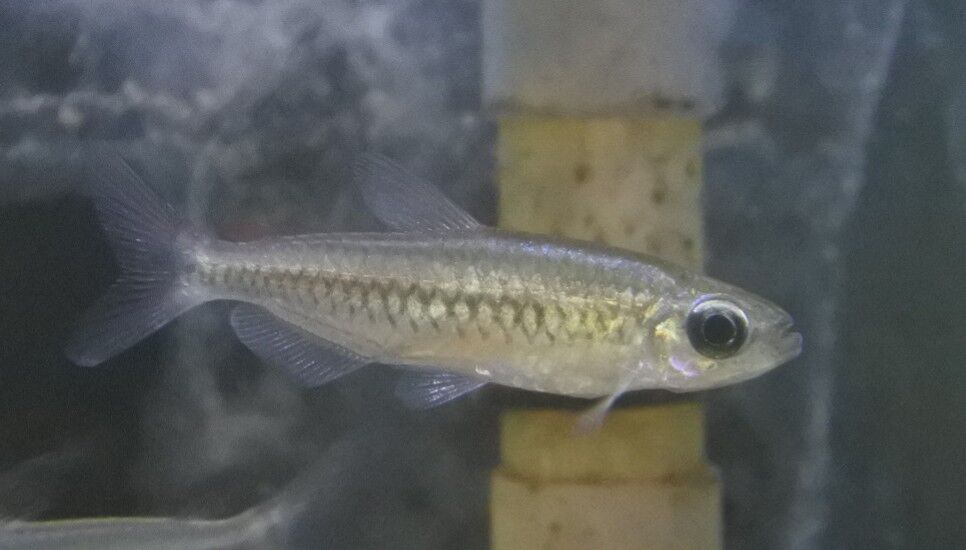 熱帯魚オススメ情報！ : かねだい四街道店ブログ