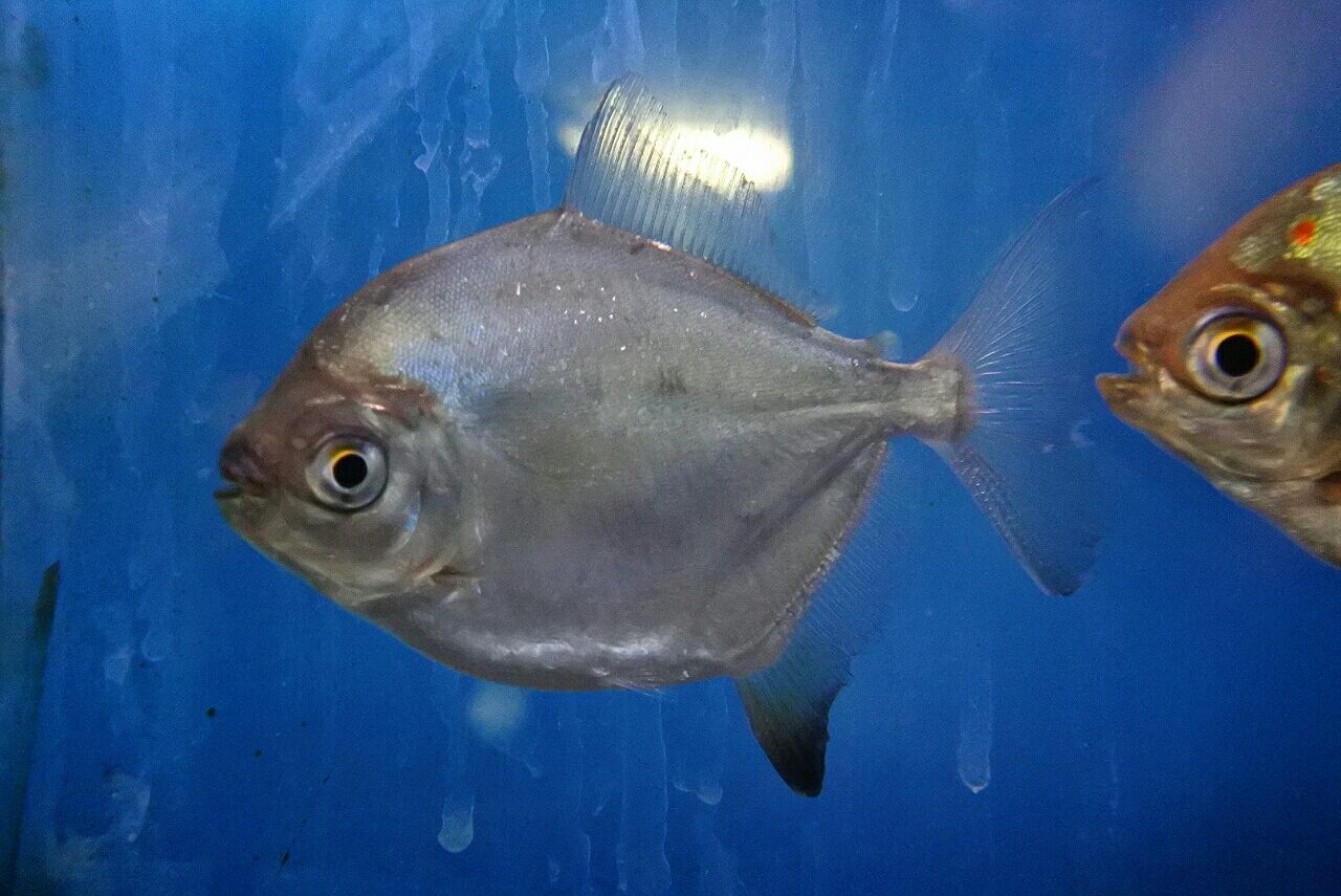 熱帯魚オススメ情報(パクー・メチニス) : かねだい四街道店ブログ