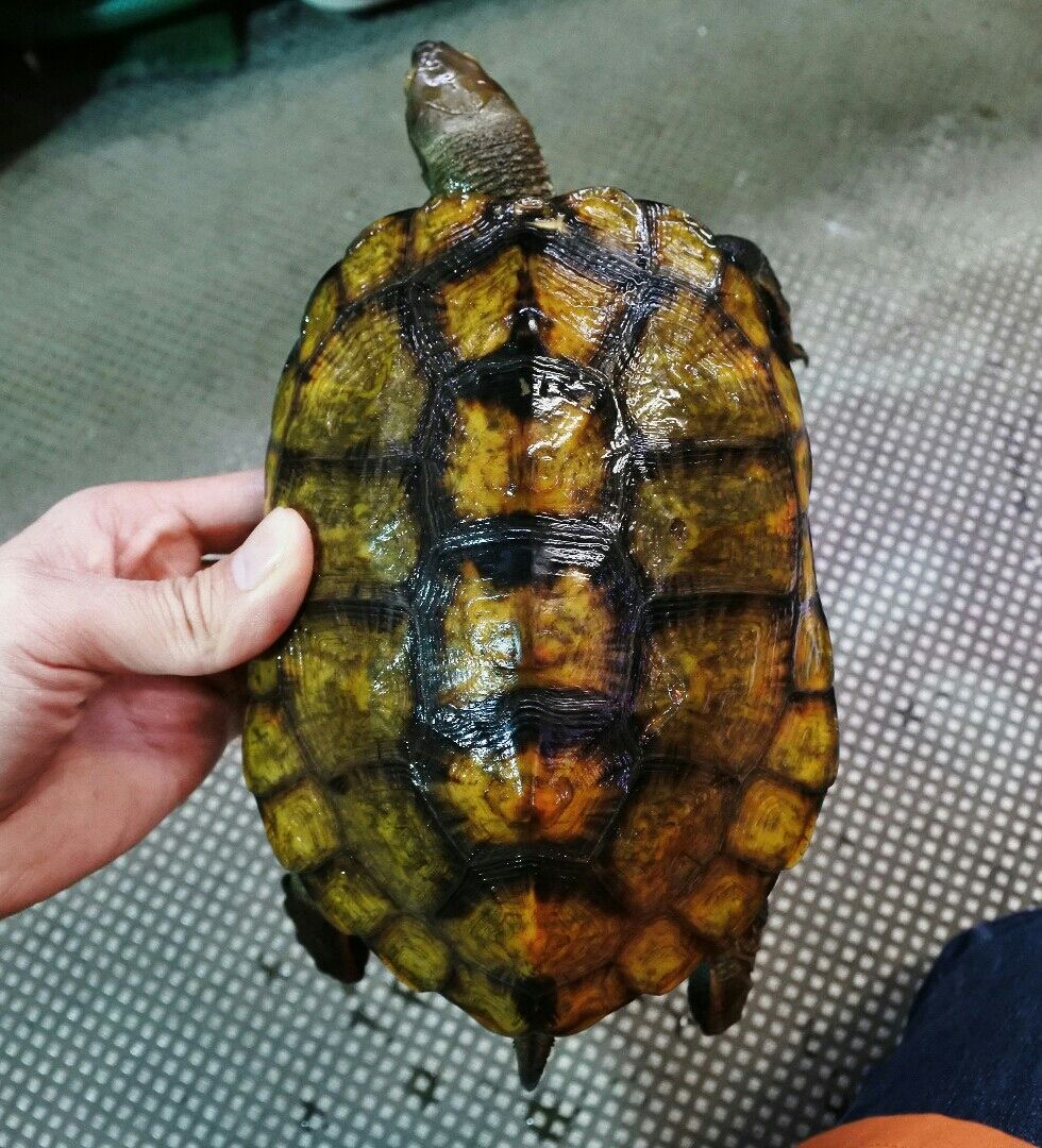 日本イシガメアダルト再入荷 かねだい四街道店ブログ