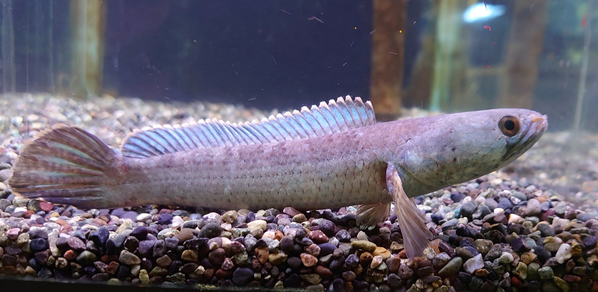 熱帯魚オススメ情報 かねだい四街道店ブログ 熱帯魚オススメ情報 かねだい四街道店ブログ