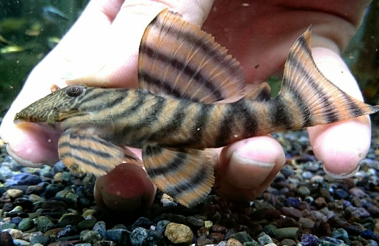 ローライマ 元祖スーパーレッドタイガープレコ ローライマ Gst05 未来アクアリウム 店 ッドタイガ Shineray Com Br