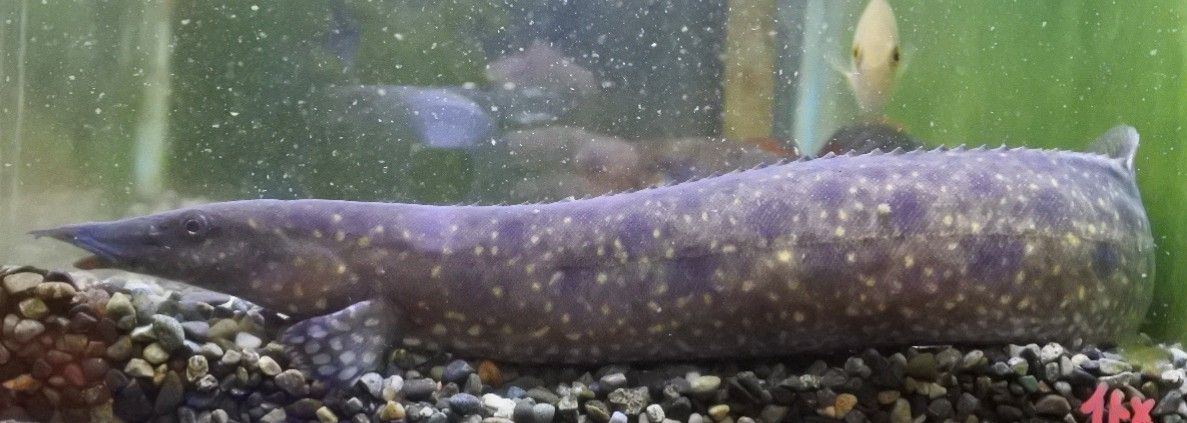熱帯魚オススメ情報 かねだい四街道店ブログ 熱帯魚オススメ情報 かねだい四街道店ブログ