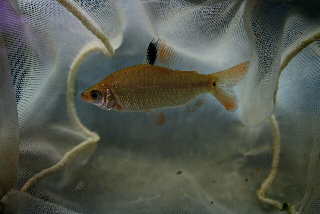 熱帯魚オススメ情報 かねだい四街道店ブログ