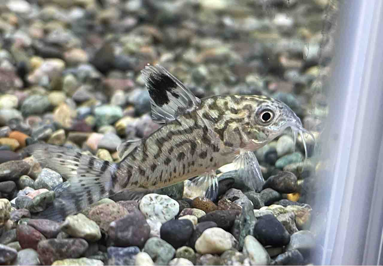 熱帯魚入荷 かねだい四街道店ブログ