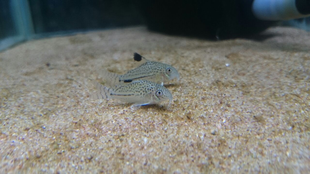 熱帯魚入荷情報 かねだい四街道店ブログ