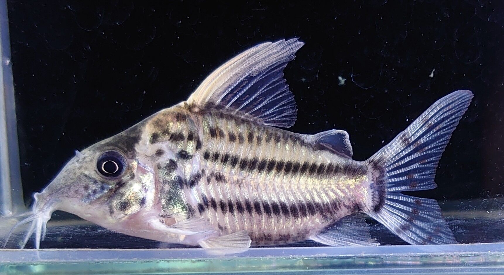 安い購入 ヒレナガハギ 100サイズ関東送料1111円 即決 生体 熱帯魚 海水魚 フィリピン lサイズ 16から17cm 1匹 海水魚 Labelians Fr 安い購入 ヒレナガハギ 100サイズ関東送料1111円 即決 生体 熱帯魚 海水魚 フィリピン lサイズ 16から17cm 1匹 海水魚 Labelians Fr