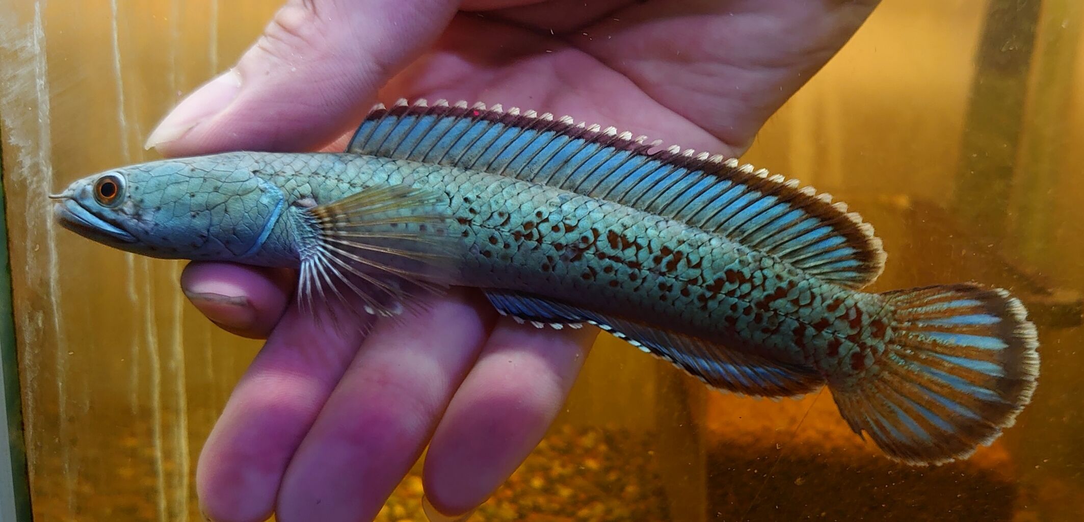 熱帯魚オススメ情報 激青チャンナ かねだい四街道店ブログ 熱帯魚オススメ情報 激青チャンナ かねだい四街道店ブログ
