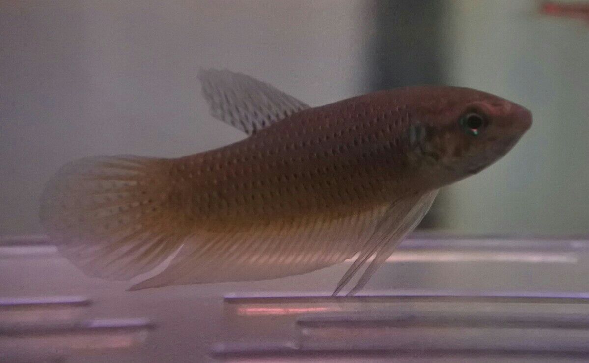 熱帯魚オススメ情報 かねだい四街道店ブログ