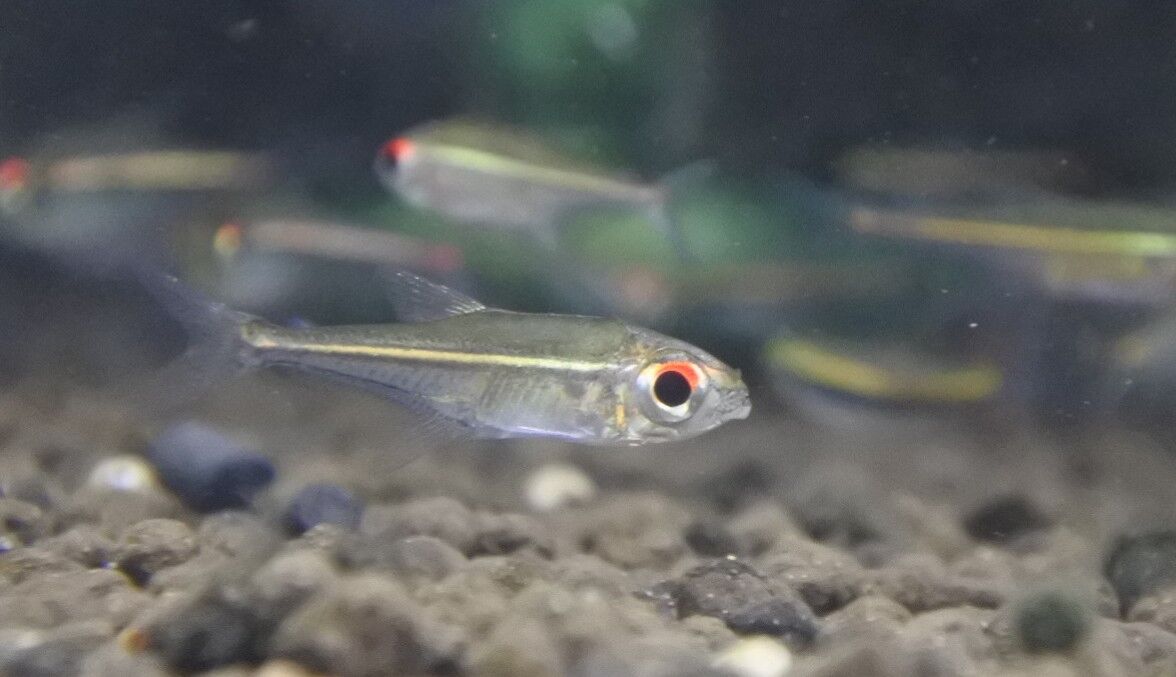 熱帯魚オススメ情報 かねだい四街道店ブログ