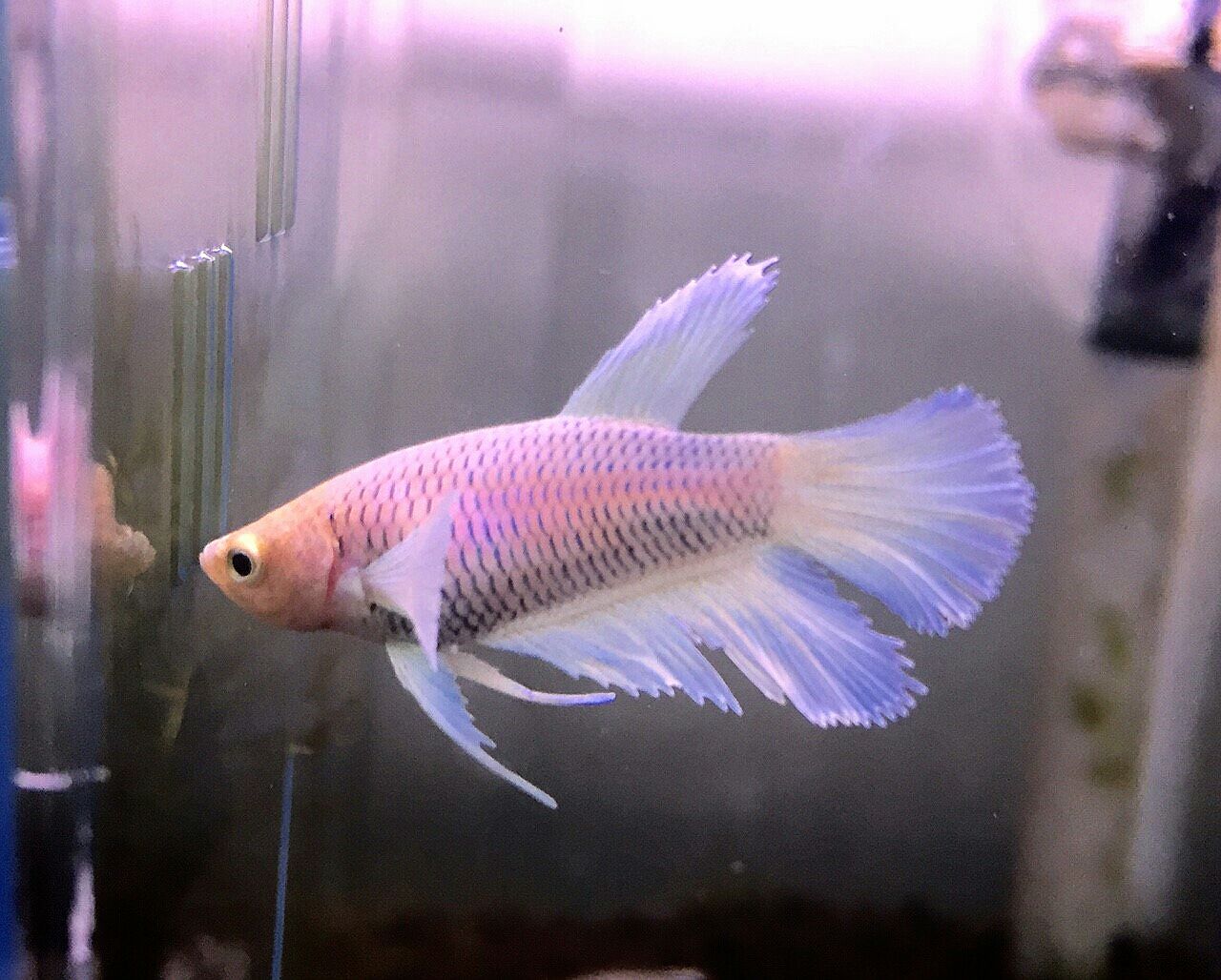 ダンボ 入荷してます かねだい四街道店ブログ