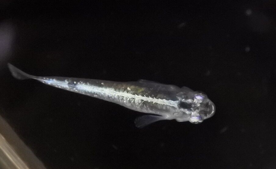 メダカ 金魚入荷情報 かねだい四街道店ブログ