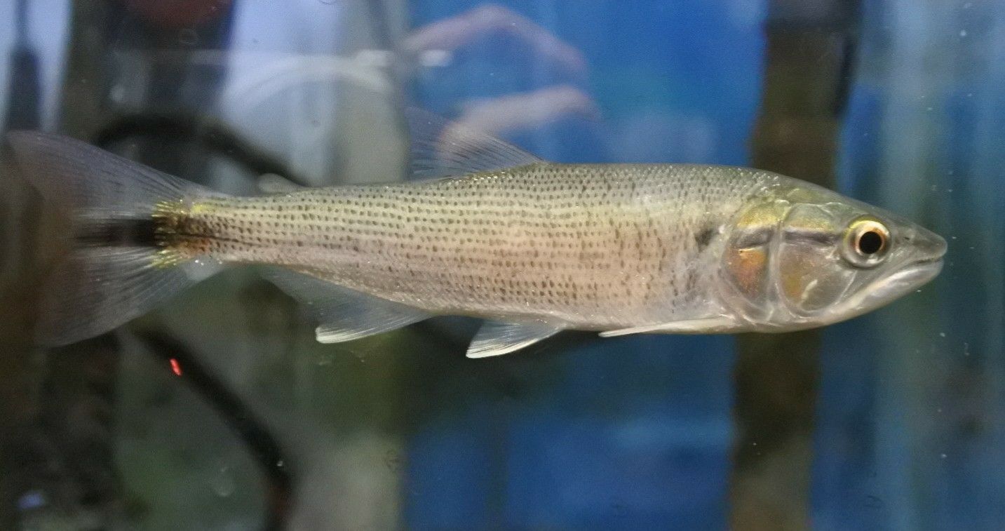 熱帯魚オススメ情報 かねだい四街道店ブログ