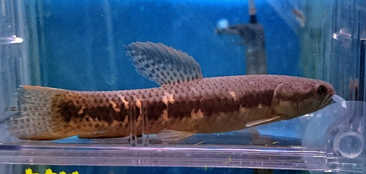 熱帯魚　スネークヘッド　ホーリー オススメ熱帯魚(スネークヘッド・ホーリー) : かねだい四街道店ブログ