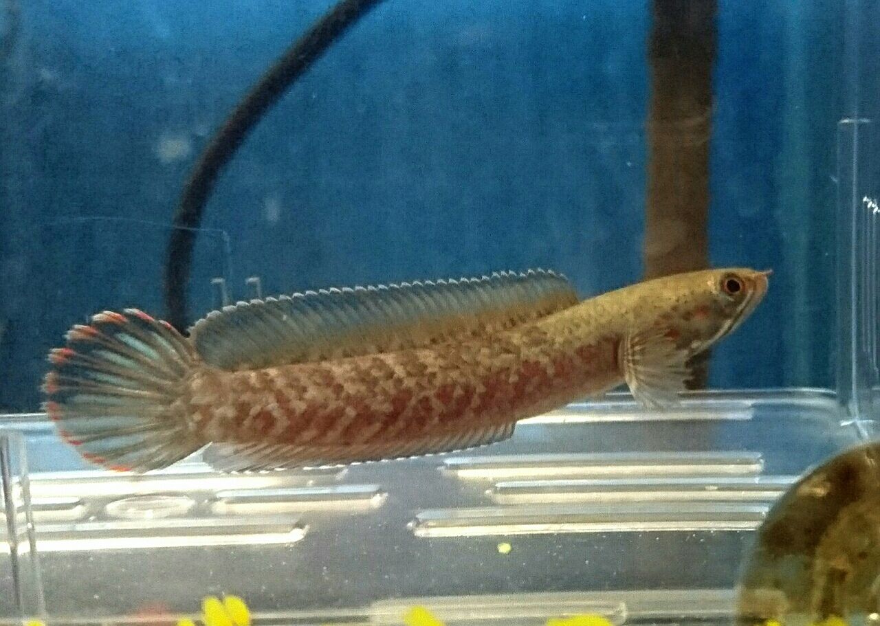 熱帯魚　スネークヘッド　ホーリー オススメ熱帯魚(スネークヘッド・ホーリー) : かねだい四街道店ブログ
