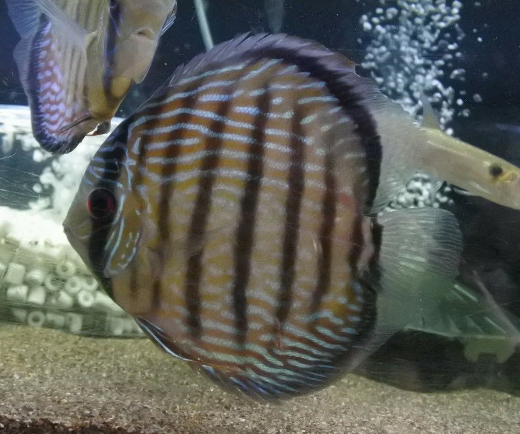 熱帯魚オススメ情報 かねだい四街道店ブログ 熱帯魚オススメ情報 かねだい四街道店ブログ
