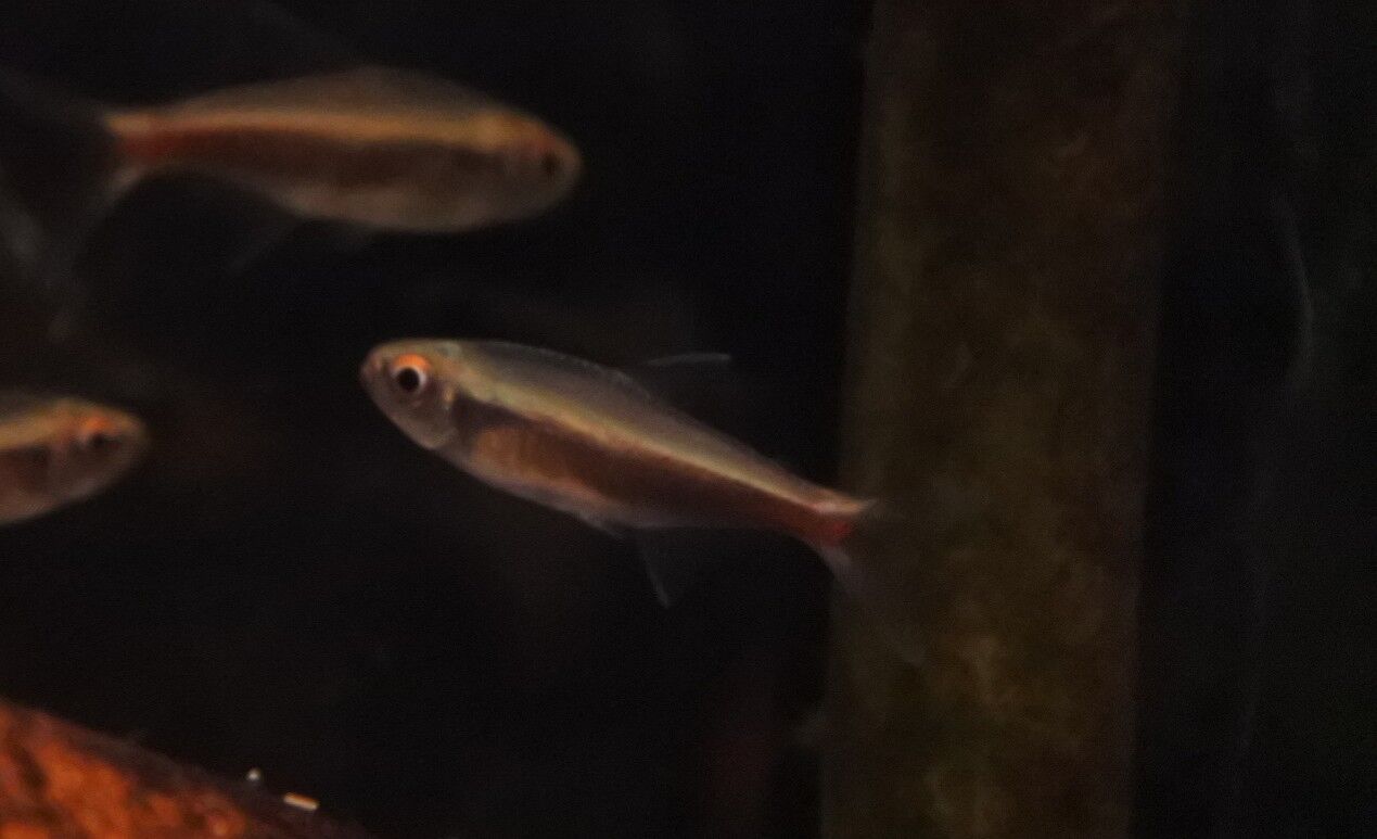 熱帯魚オススメ情報 モニカエ かねだい四街道店ブログ