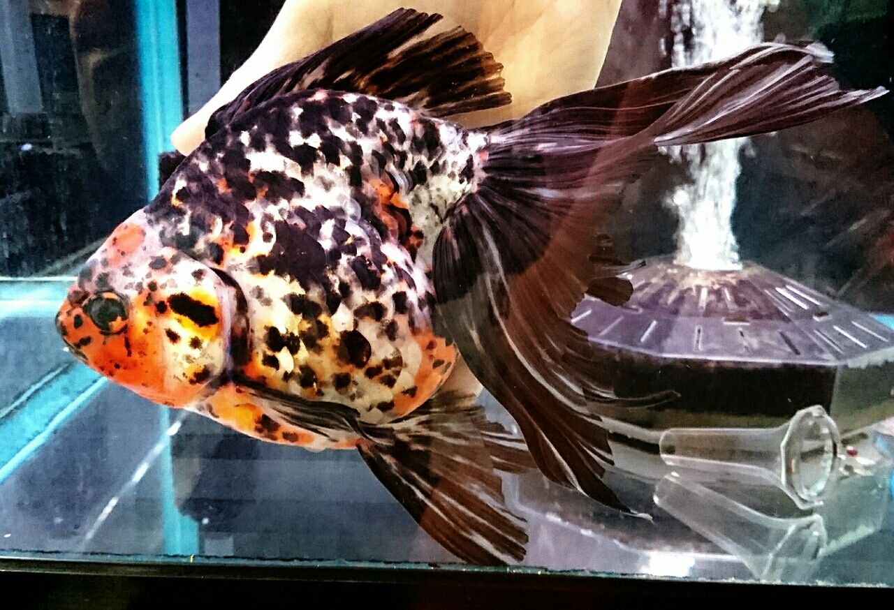 上物金魚入荷情報 かねだい四街道店ブログ