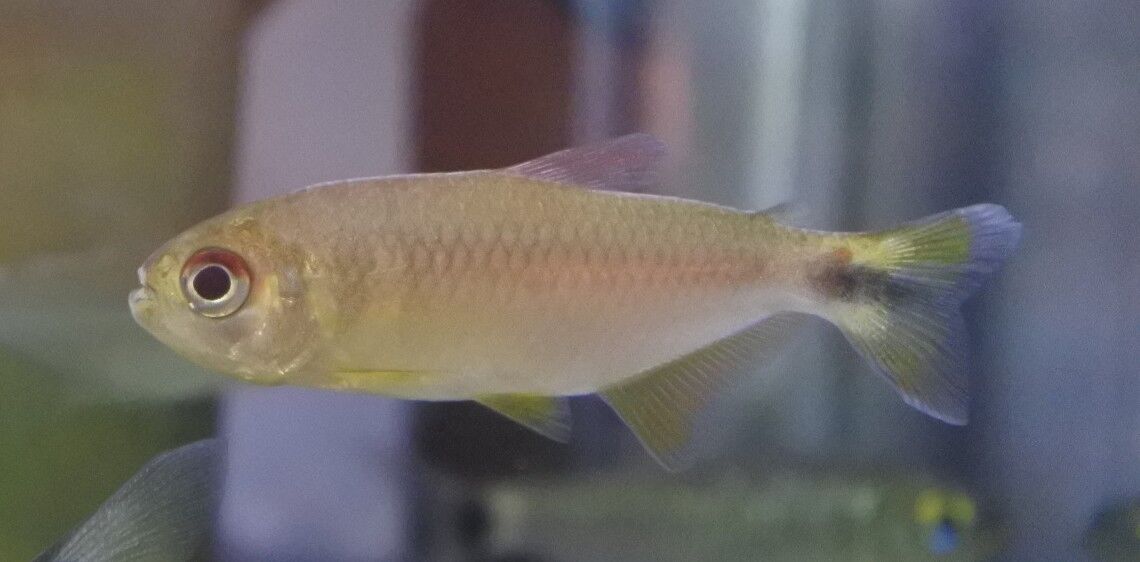 熱帯魚オススメ情報 かねだい四街道店ブログ