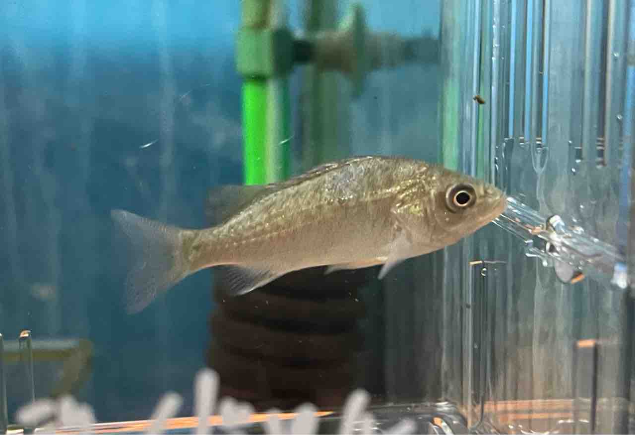 熱帯魚入荷！！ : かねだい四街道店ブログ