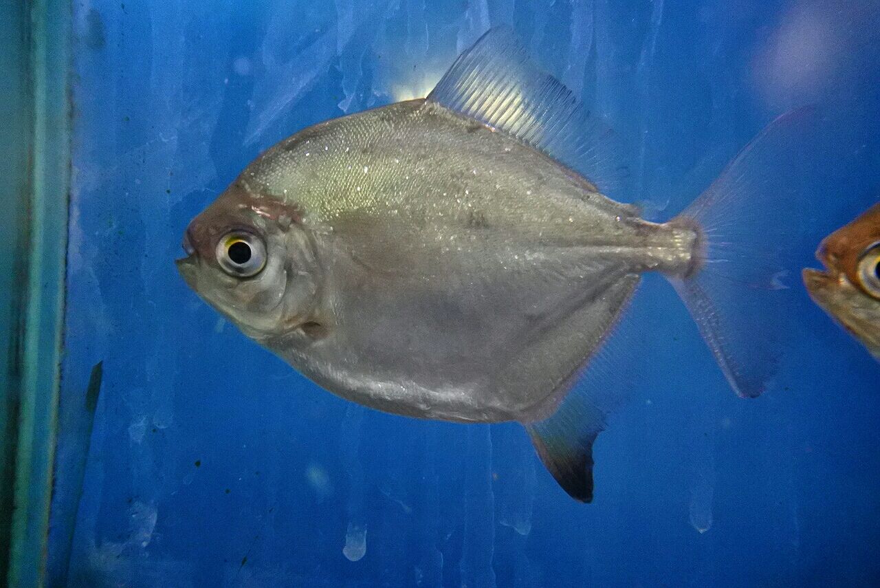 パクー・メチニス　熱帯魚 熱帯魚オススメ情報(パクー・メチニス) : かねだい四街道店ブログ