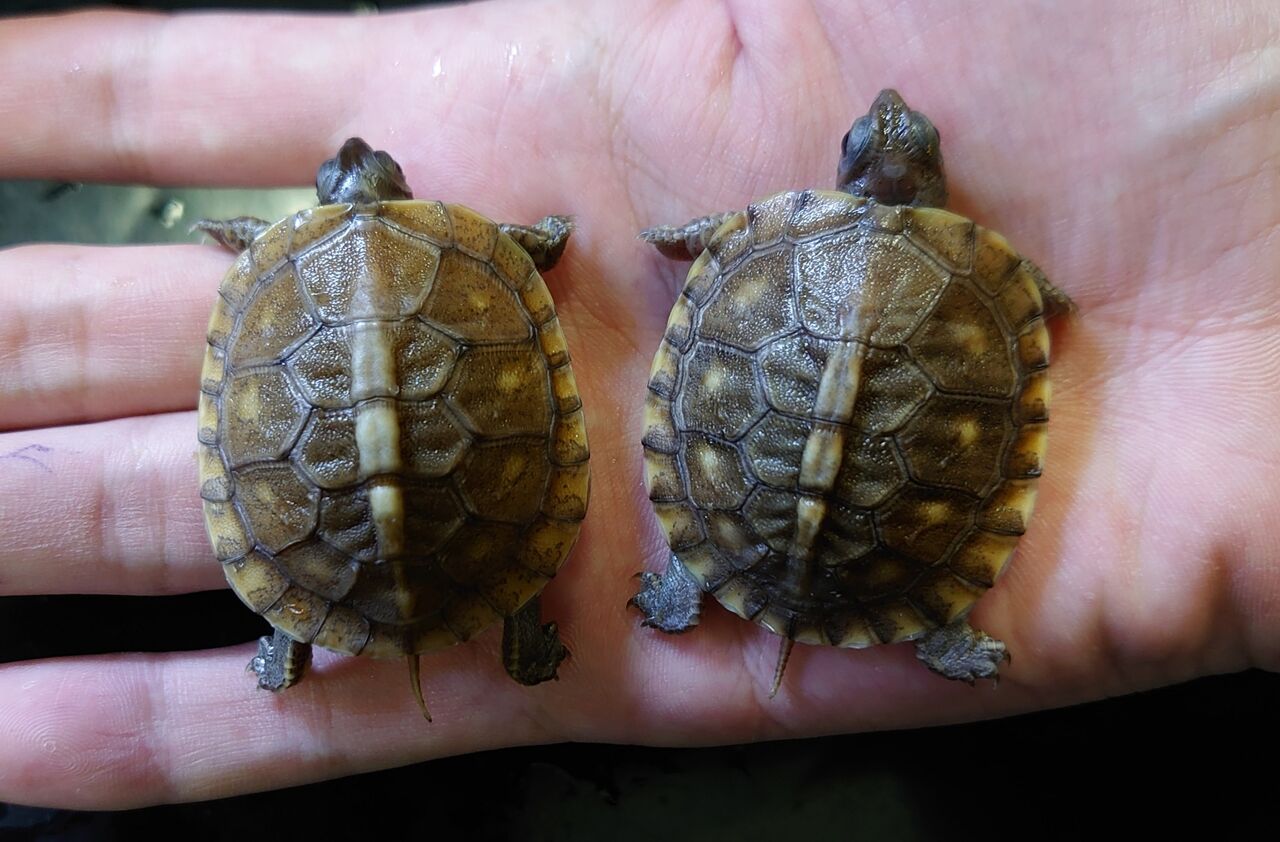 爬虫類オススメ情報 水亀 かねだい四街道店ブログ