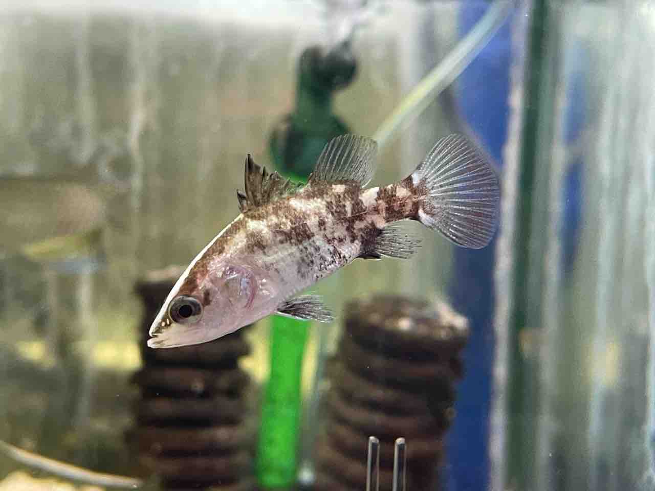 熱帯魚入荷！！ : かねだい四街道店ブログ