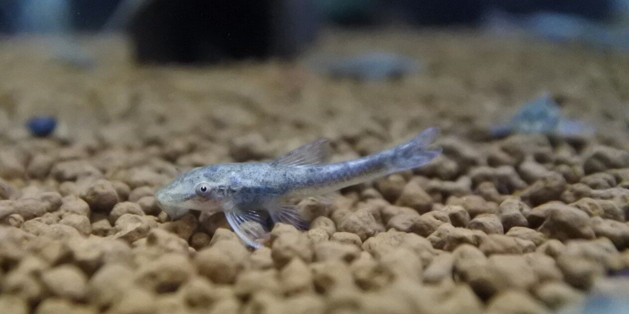 熱帯魚オススメ情報 パラグアイ便 その他 かねだい四街道店ブログ