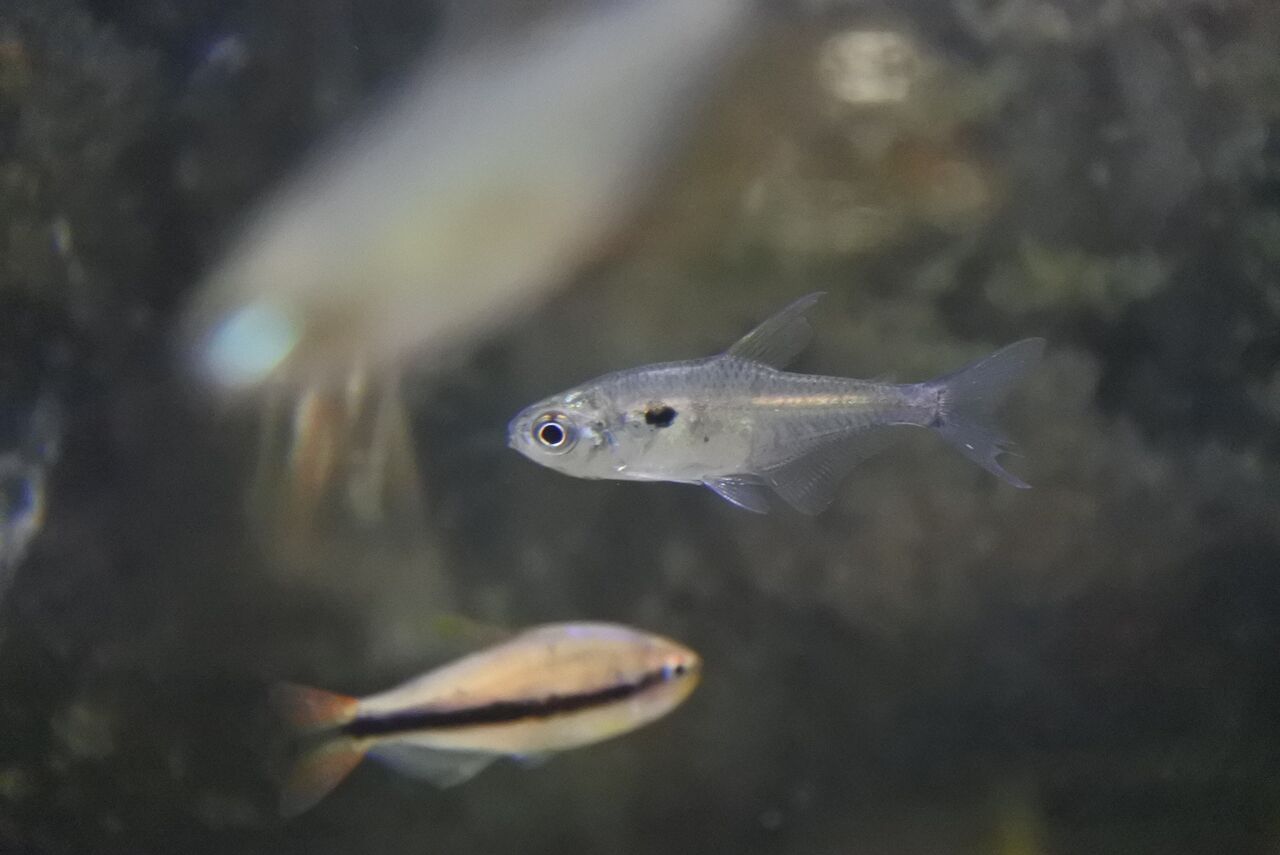 熱帯魚オススメ情報 かねだい四街道店ブログ 熱帯魚オススメ情報 かねだい四街道店ブログ