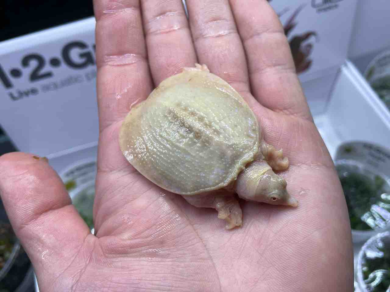 爬虫類入荷 かねだい四街道店ブログ