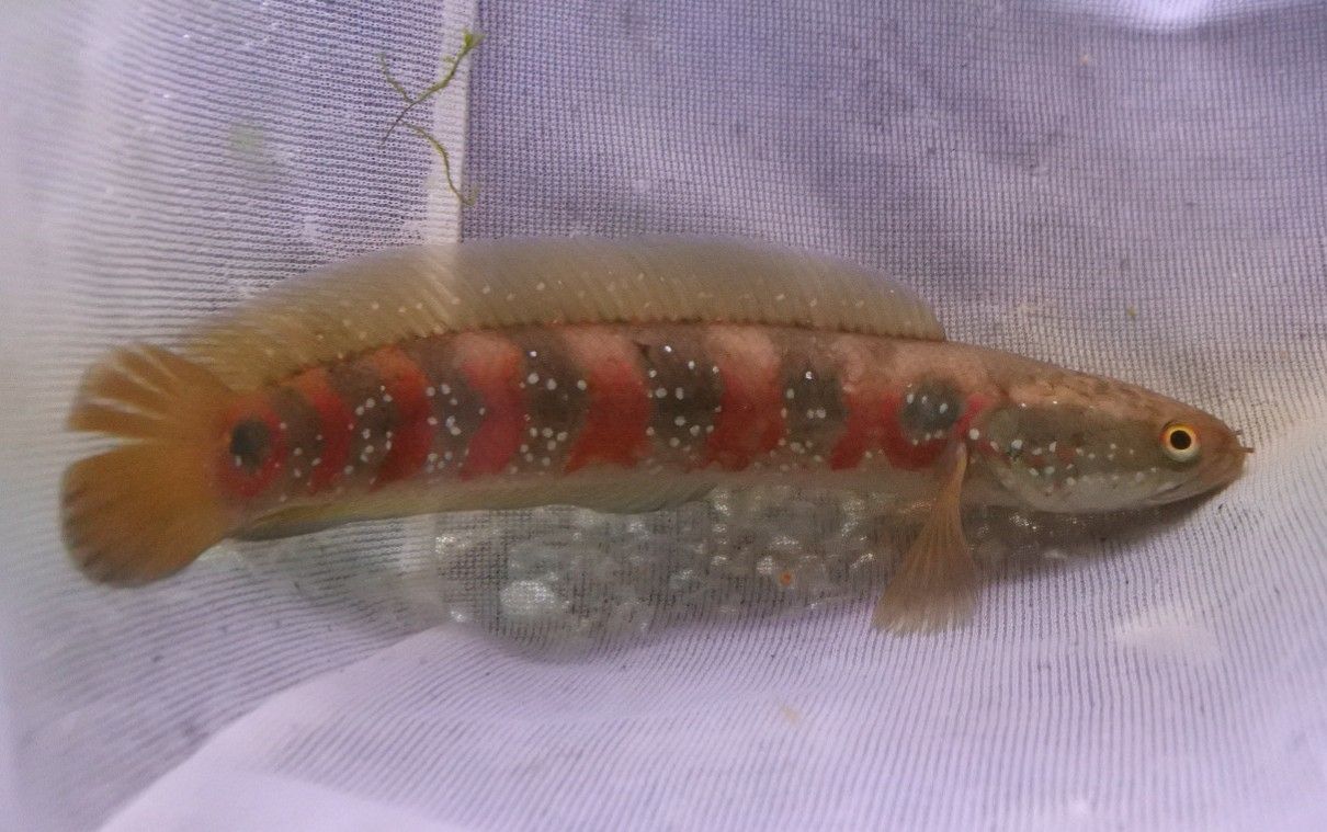 スーパーレッドコウタイ かねだい四街道店ブログ スーパーレッドコウタイ かねだい四街道店ブログ