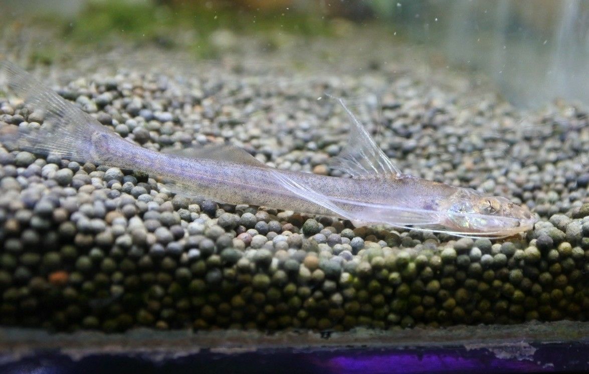 かねだい四街道店ブログ